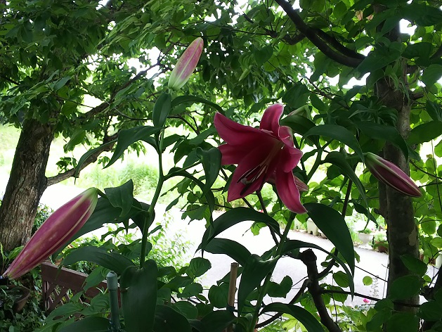 花ミヅキの下のユリ.jpg