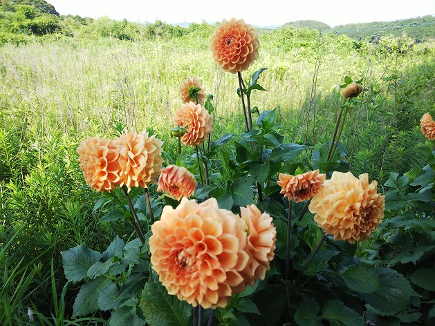 草原のダリア.jpg