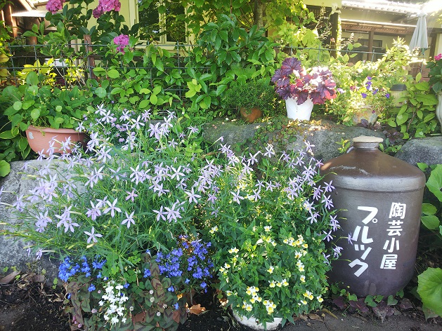 プルックと小花.jpg