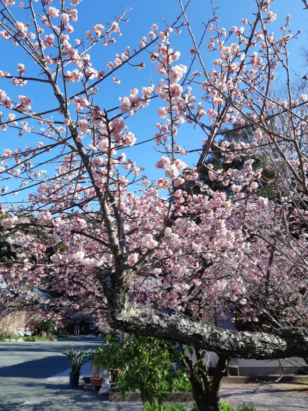 熱海桜1.jpg