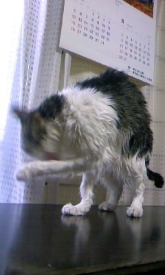 ペロリに次ぐペロリ