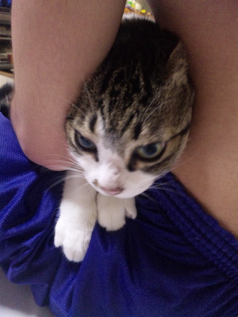 gkblな猫。