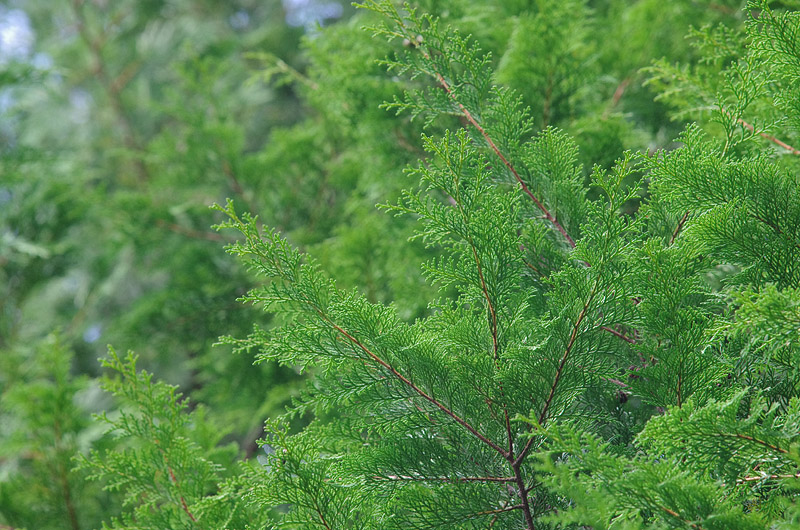 midori02