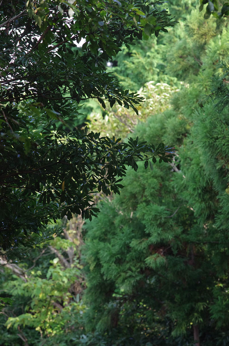 midori04