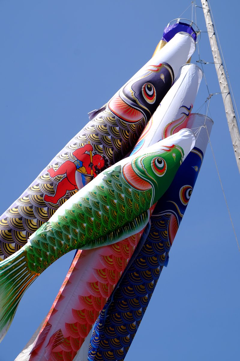 koinobori01.jpg