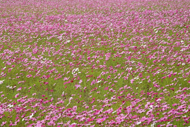 cosmos01.jpg