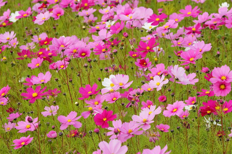 cosmos02.jpg
