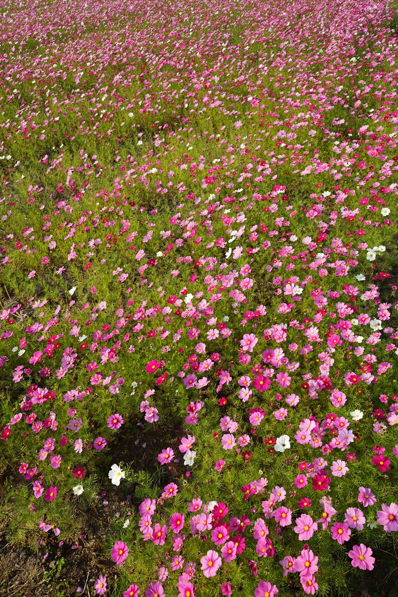 cosmos06.jpg