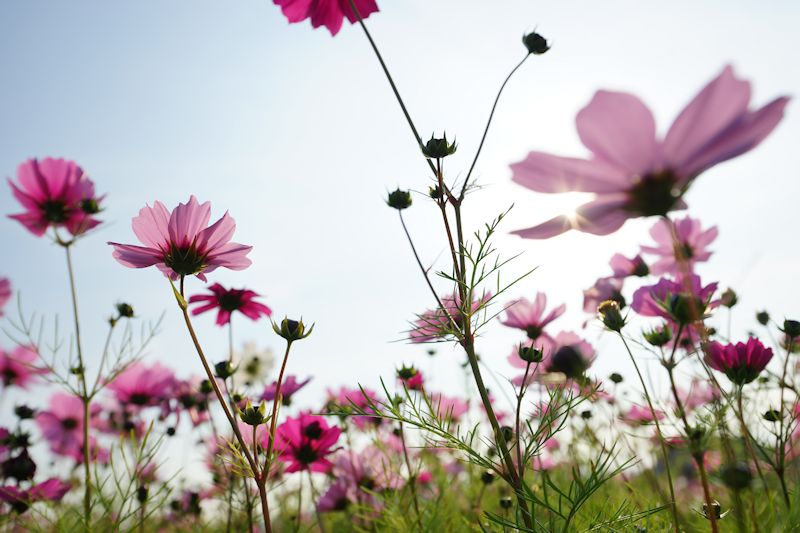 cosmos07.jpg