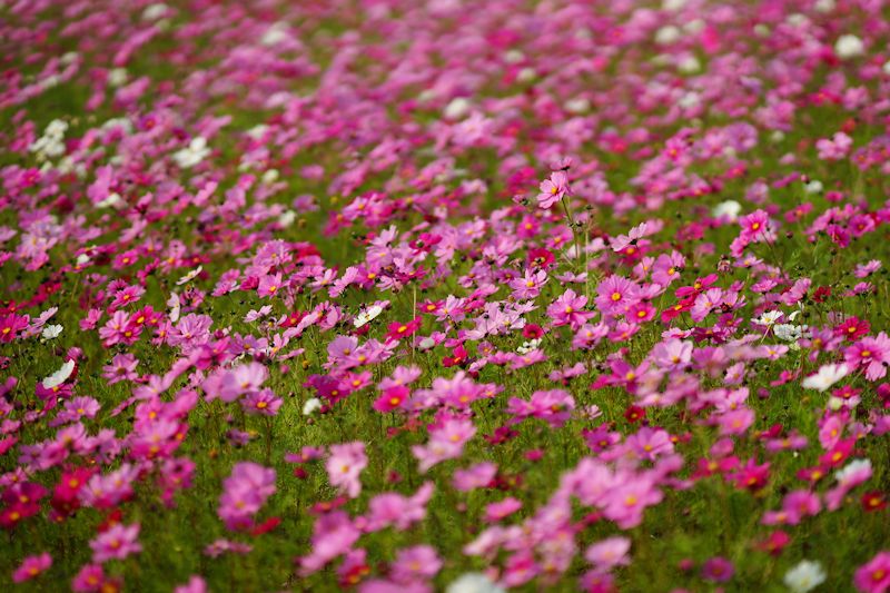 cosmos09.jpg