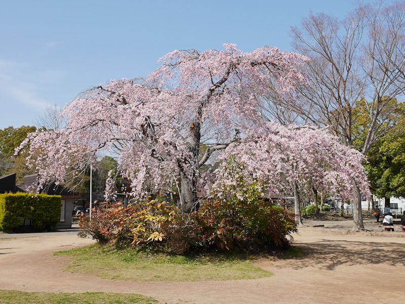 sakura01.jpg