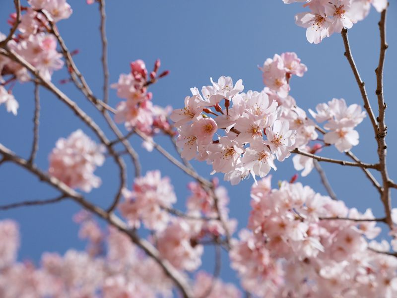 sakura02.jpg
