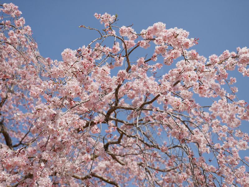 sakura03.jpg