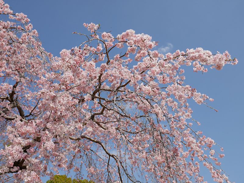 sakura04.jpg