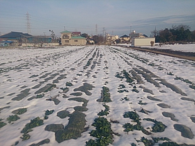 DSC_0517.jpg