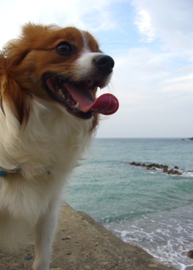 パピヨンイチくん日本海へ