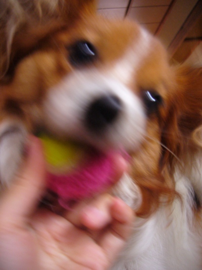 ワフッ。ワフッ。