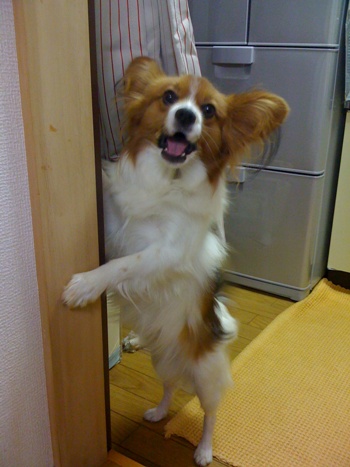 今年もよろしくお願いします