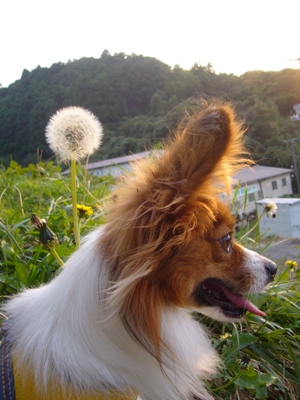 タンポポ3