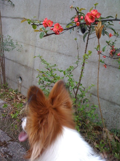 梅