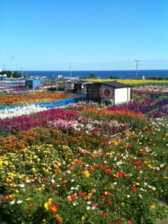 花畑1