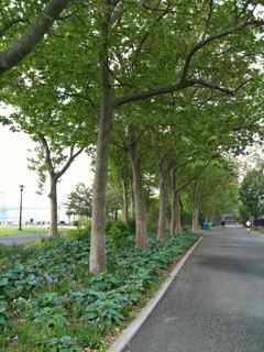 East River3