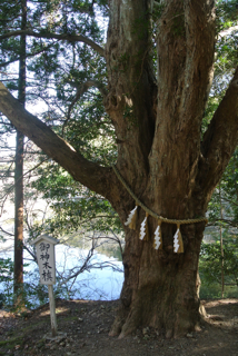 館山旅行 安房神社木
