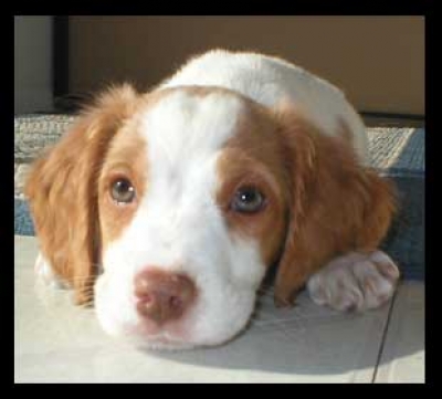 spaniel
