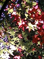 momiji