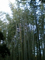 sagano