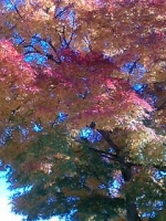 koyo2006