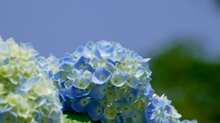 P1150005.jpg