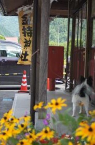 ルドベキアと金持神社札所