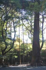 式年遷宮に向けて