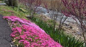 金持芝桜