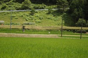 金持水田