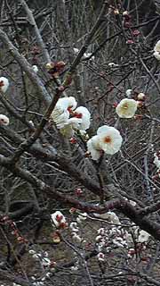 梅の花ブログ.jpg