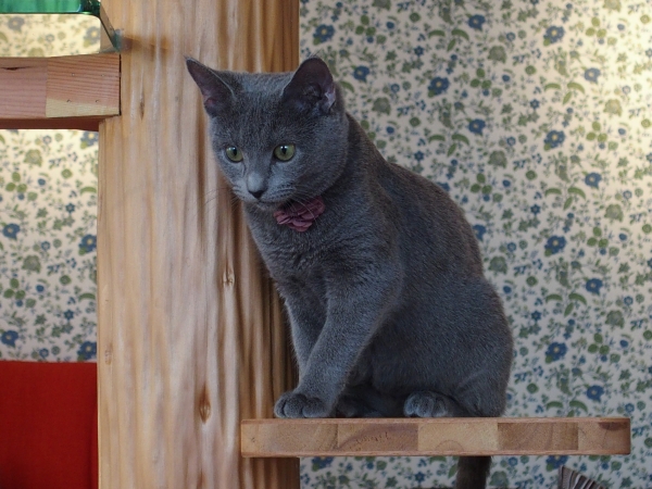 ロシアンブルー 名前の由来 かわいいとのロシアンブルーはどんな猫 特徴や飼い方を紹介