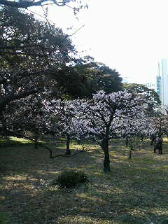 ume