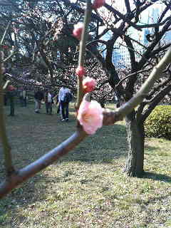 ume