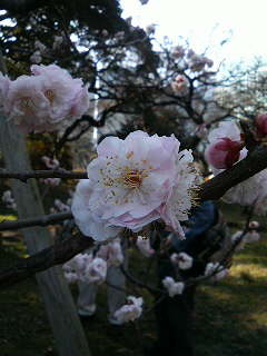 ume