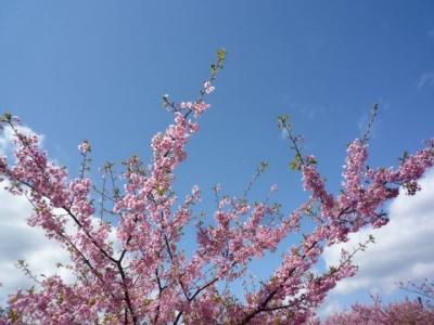 kawazu