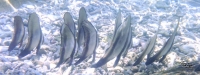 ツバメウオの子供たち