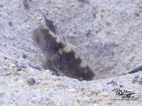 Barred Shrimpgoby