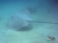 Tahitian Stingray?