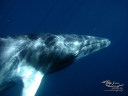 ミンククジラの壁紙