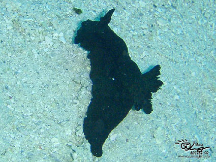 リュウグウウミウシの仲間?