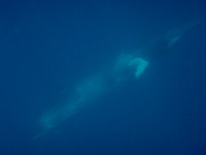 ミンキー/ミンククジラ