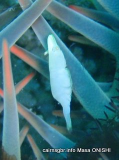 ヒトデヤドリエビ
