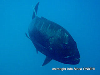 ロウニンアジ. 学名, Caranx ignobilis. 英名, Giant Trevally